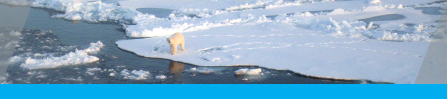 Polar bear sighting in the Beaufort Sea - Photo by Cristina Galvan