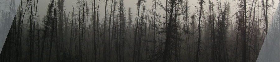 Smoke filled trees near Yukon, Canada during the 2004 Alaska wildfires